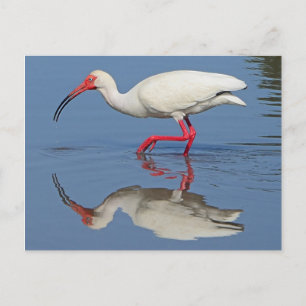 Ibis Coastal Bird Postkarte