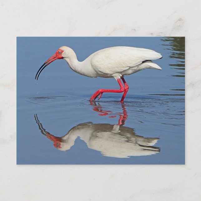 Ibis Coastal Bird Postkarte (Vorderseite)