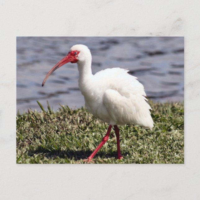 Ibis Foto Postcard Postkarte (Vorderseite)