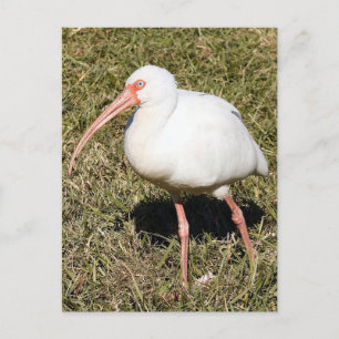 Ibis Foto Postcard Postkarte