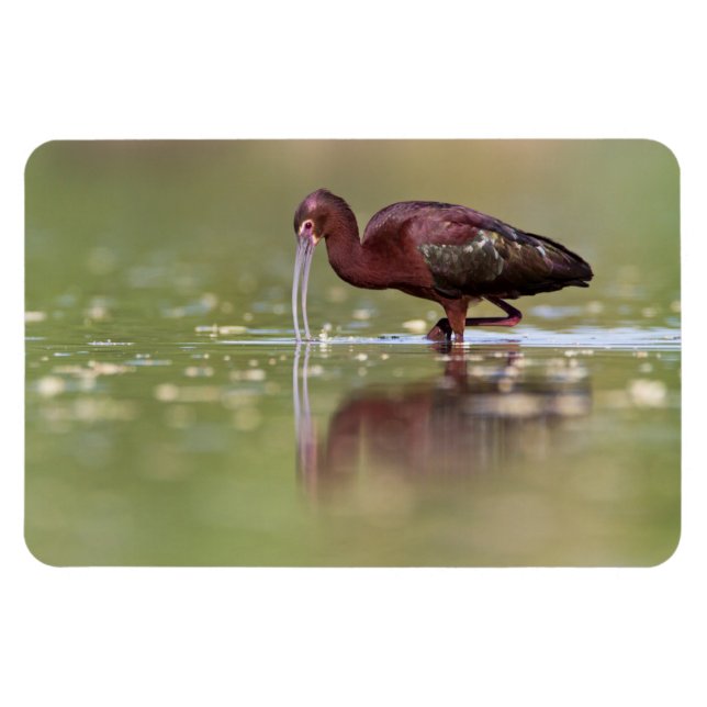 Ibis in den Teichen Magnet (Horizontal)