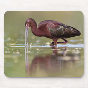 Ibis in den Teichen  Mousepad