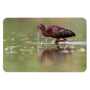 Ibis in die Teiche Magnet