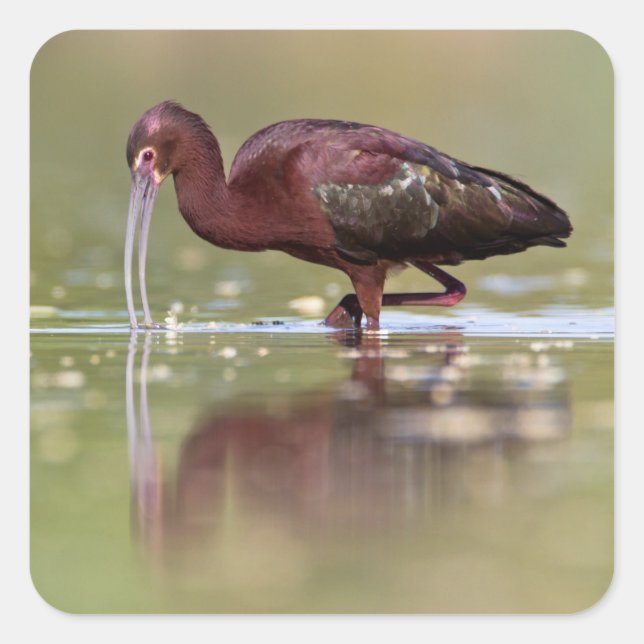Ibis in die Teiche Quadratischer Aufkleber (Vorderseite)