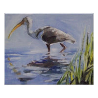 Ibis in Grassy Marsh