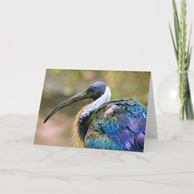 Ibis Karte (Vorderseite)