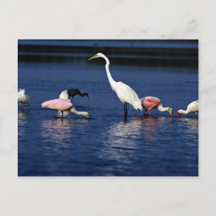 Ibis, Löffel, großes Ego, blauer Heron und Schnee Postkarte