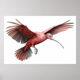 Ibis-Trägerflügel Kleine Poster