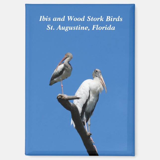 Ibis- und Holzstorchvögel in freier Wildbahn Magnet (Vorderseite)
