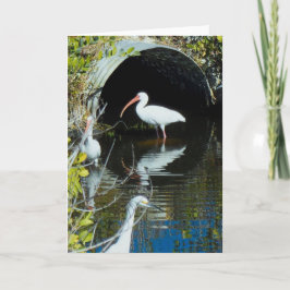 IBIS- und Snowy-Reiher-Gruß-Karte Karte