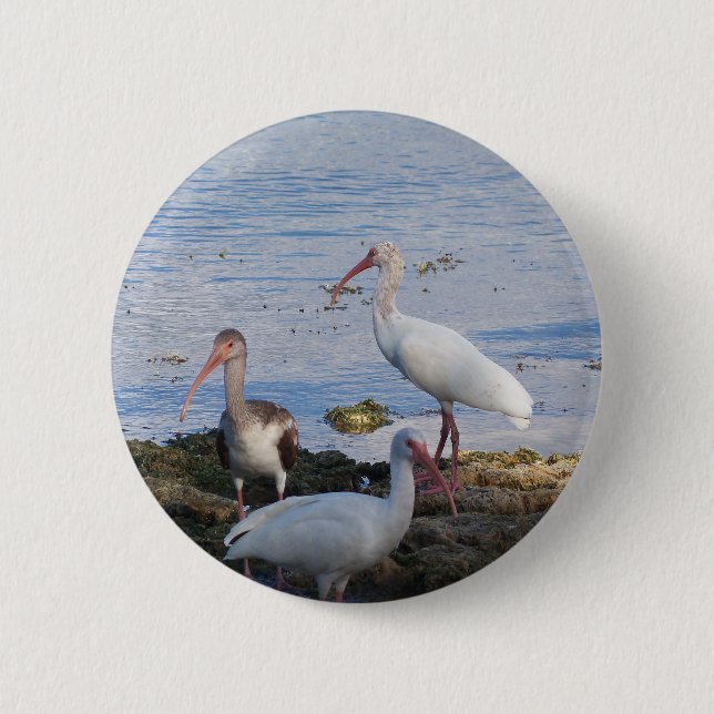 Ibis-Vögel am Ufer der Bucht von Florida Button (Vorderseite)