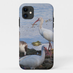 Ibis-Vögel am Ufer der Bucht von Florida Case-Mate iPhone Hülle
