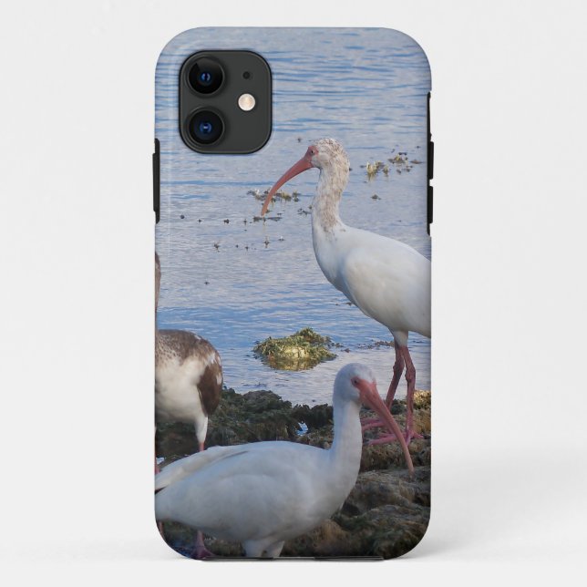 Ibis-Vögel am Ufer der Bucht von Florida Case-Mate iPhone Hülle (Rückseite)