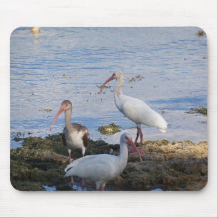 Ibis-Vögel am Ufer der Bucht von Florida Mousepad