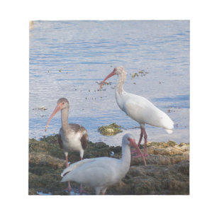 Ibis-Vögel am Ufer der Bucht von Florida Notizblock