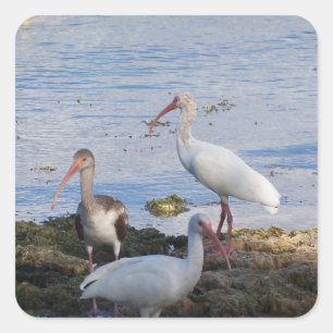 Ibis-Vögel am Ufer der Bucht von Florida Quadratischer Aufkleber