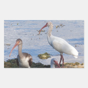 Ibis-Vögel am Ufer der Bucht von Florida Rechteckiger Aufkleber