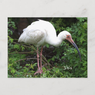 Ibis-Vogel-Foto-Postkarte Postkarte