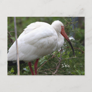 Ibis-Vogel-Foto-Postkarte Postkarte