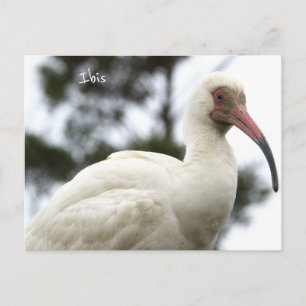 Ibis-Vogel-Foto-Postkarte Postkarte