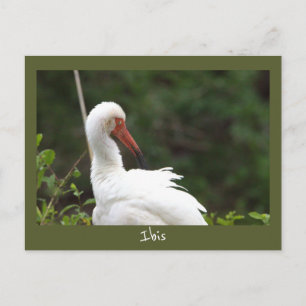 Ibis-Vogel-Foto-Postkarte Postkarte