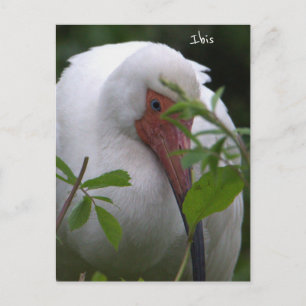 Ibis-Vogel-Foto-Postkarte Postkarte
