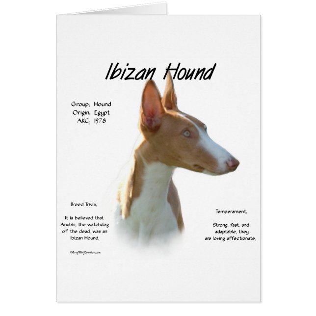 Ibizan Hound History Design (Vorne)