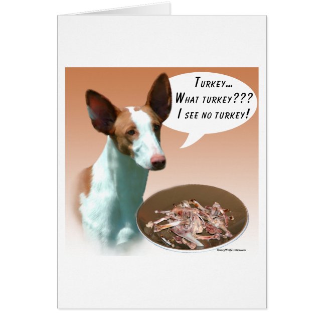 Ibizan Hound Türkei (Vorne)