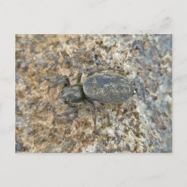 IBSP Jetty Spider Postkarte (Vorderseite)