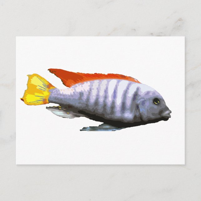 Ice Blue Zebra Cichlid Postkarte (Vorderseite)
