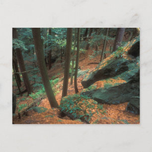 Ice Glen Ravine Postkarte
