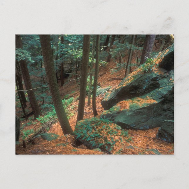 Ice Glen Ravine Postkarte (Vorderseite)