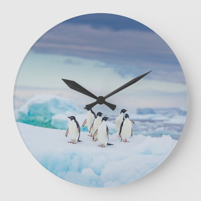 Ice & Snow | Adelie Penguins Antarctica Große Wanduhr (Vorderseite)