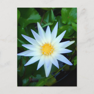 Iceblue Wasserlilie Postkarte