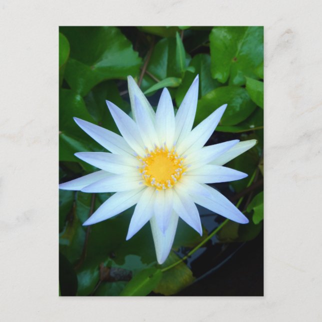 Iceblue Wasserlilie Postkarte (Vorderseite)