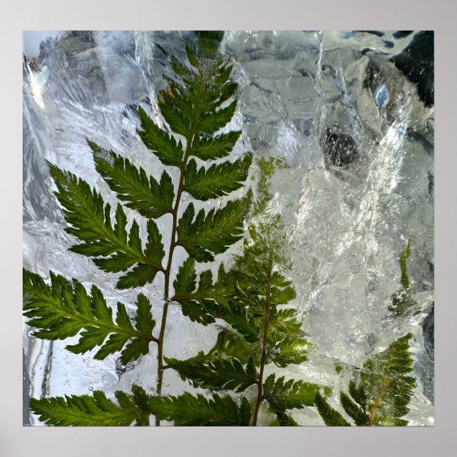 Iced Ferns, Poster (Vorne)