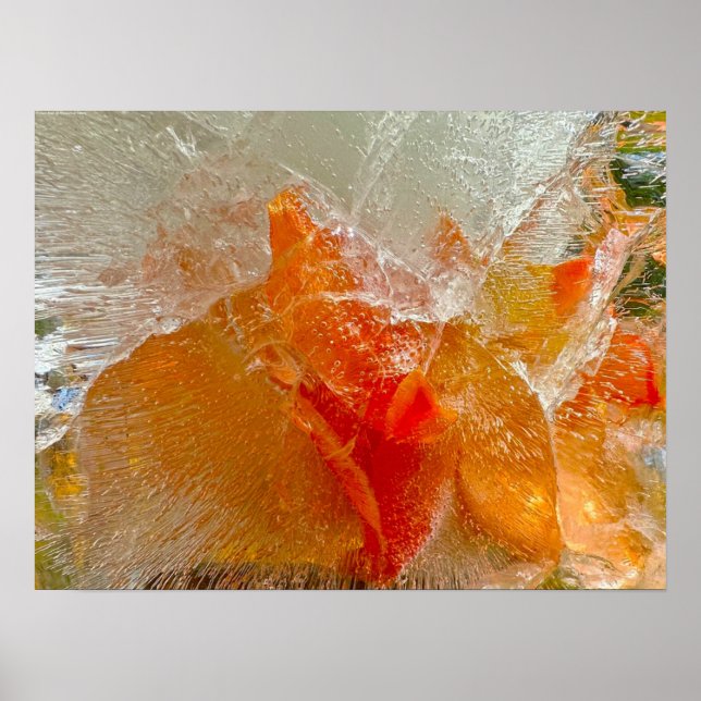 Iced Gladioli Poster (Vorne)