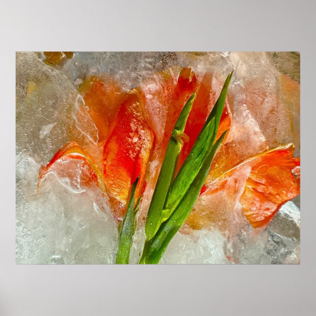 Iced Gladioli Poster (Vorne)