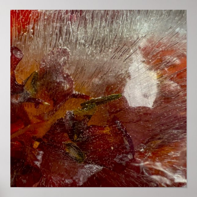 Iced Lilies, Poster (Vorne)