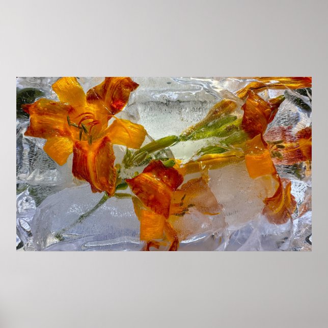 Iced Lilies, Poster (Vorne)