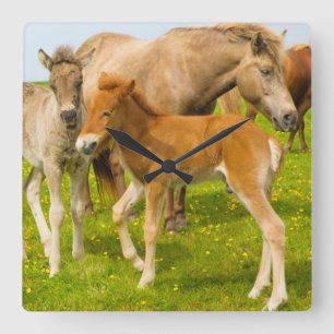 Iceland. Dyrholaey. Icelandic horse foals Quadratische Wanduhr