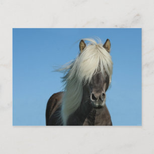 Iceland Horse Tourism Nature Beautiful Postkarte