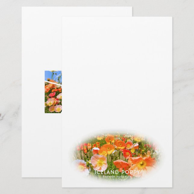 Iceland Poppy Briefpapier (Vorne/Hinten)