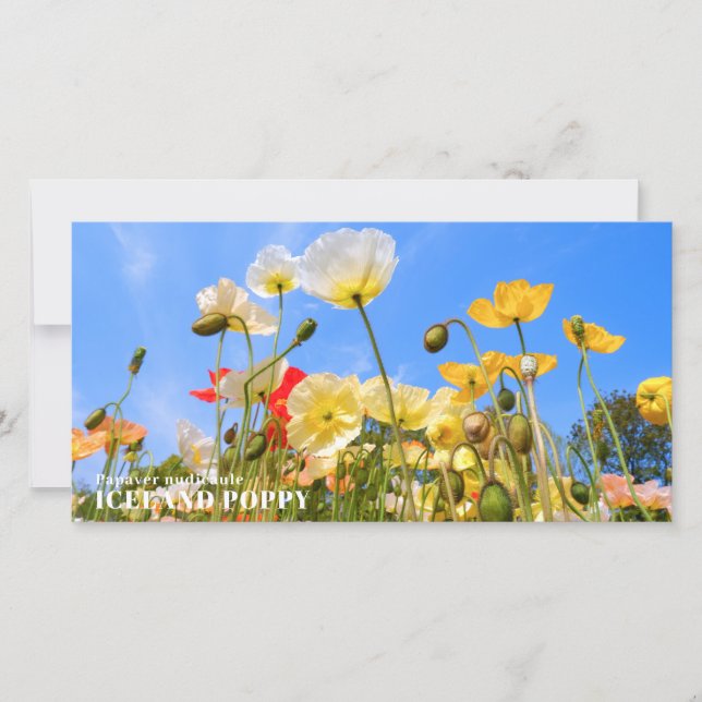 Iceland Poppy Karte (Vorderseite)