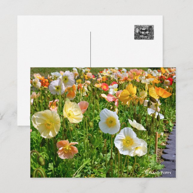 Iceland Poppy Postkarte (Vorne/Hinten)