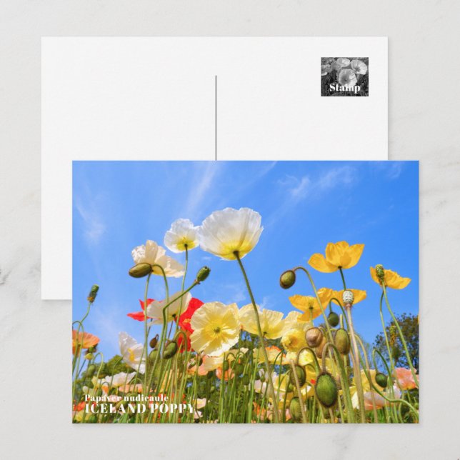Iceland Poppy Postkarte (Vorne/Hinten)