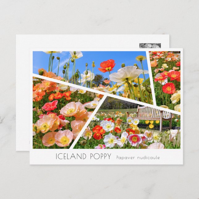 Iceland Poppy Postkarte (Vorne/Hinten)
