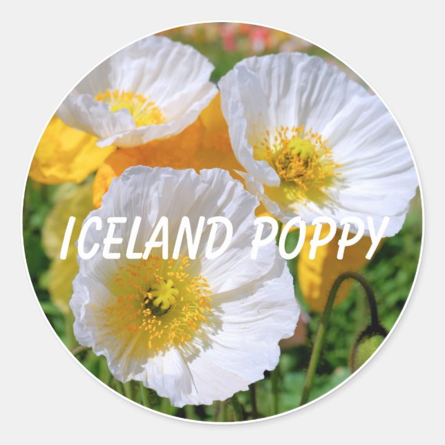 Iceland Poppy Runder Aufkleber (Vorderseite)