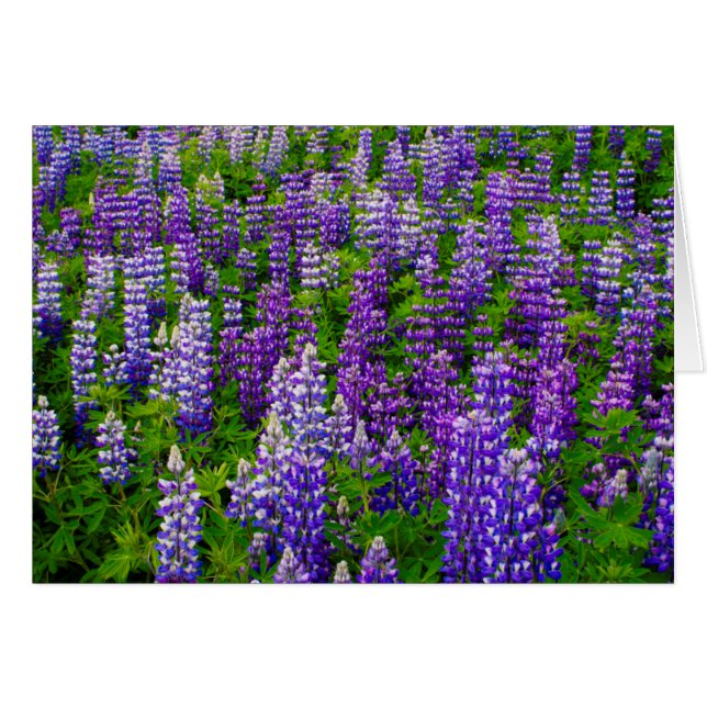 Iceland. Vik i Myrdal. Field of Lupines (Vorderseite (Horizontal))