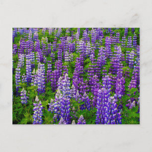 Iceland. Vik i Myrdal. Field of Lupines Postkarte